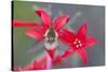 Wyoming, Sublette County, Bee Fly with Proboscis on Scarlet Gilia-Elizabeth Boehm-Stretched Canvas