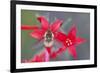 Wyoming, Sublette County, Bee Fly with Proboscis on Scarlet Gilia-Elizabeth Boehm-Framed Photographic Print