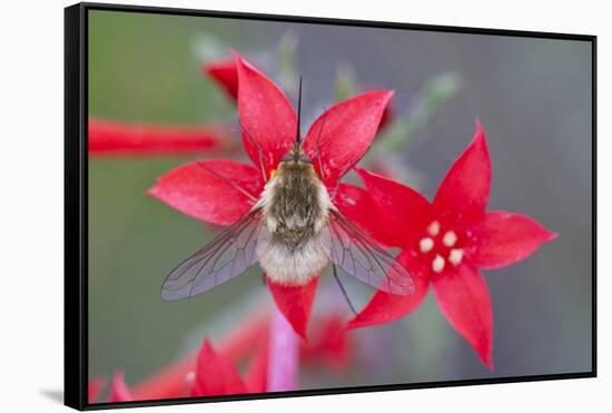 Wyoming, Sublette County, Bee Fly with Proboscis on Scarlet Gilia-Elizabeth Boehm-Framed Stretched Canvas
