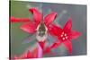 Wyoming, Sublette County, Bee Fly with Proboscis on Scarlet Gilia-Elizabeth Boehm-Stretched Canvas