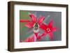 Wyoming, Sublette County, Bee Fly with Proboscis on Scarlet Gilia-Elizabeth Boehm-Framed Photographic Print