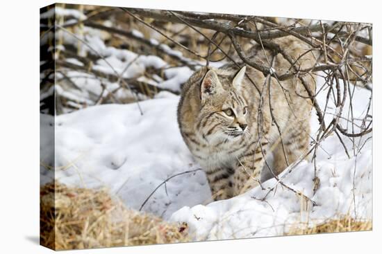 Wyoming, Sublette County, Bobcat in Winter-Elizabeth Boehm-Stretched Canvas