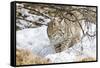 Wyoming, Sublette County, Bobcat in Winter-Elizabeth Boehm-Framed Stretched Canvas