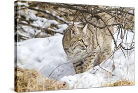 Wyoming, Sublette County, Bobcat in Winter-Elizabeth Boehm-Stretched Canvas