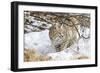 Wyoming, Sublette County, Bobcat in Winter-Elizabeth Boehm-Framed Photographic Print