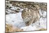 Wyoming, Sublette County, Bobcat in Winter-Elizabeth Boehm-Mounted Photographic Print