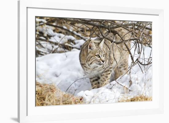 Wyoming, Sublette County, Bobcat in Winter-Elizabeth Boehm-Framed Photographic Print