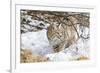 Wyoming, Sublette County, Bobcat in Winter-Elizabeth Boehm-Framed Photographic Print