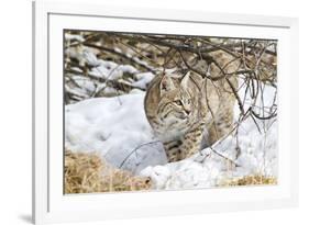 Wyoming, Sublette County, Bobcat in Winter-Elizabeth Boehm-Framed Photographic Print