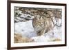 Wyoming, Sublette County, Bobcat in Winter-Elizabeth Boehm-Framed Photographic Print