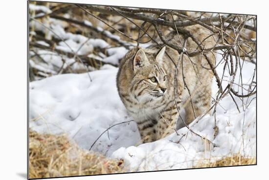 Wyoming, Sublette County, Bobcat in Winter-Elizabeth Boehm-Mounted Photographic Print