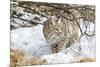 Wyoming, Sublette County, Bobcat in Winter-Elizabeth Boehm-Mounted Photographic Print