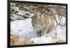 Wyoming, Sublette County, Bobcat in Winter-Elizabeth Boehm-Framed Photographic Print