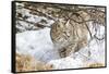 Wyoming, Sublette County, Bobcat in Winter-Elizabeth Boehm-Framed Stretched Canvas