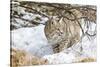 Wyoming, Sublette County, Bobcat in Winter-Elizabeth Boehm-Stretched Canvas