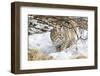 Wyoming, Sublette County, Bobcat in Winter-Elizabeth Boehm-Framed Photographic Print