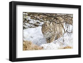 Wyoming, Sublette County, Bobcat in Winter-Elizabeth Boehm-Framed Photographic Print