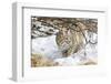 Wyoming, Sublette County, Bobcat in Winter-Elizabeth Boehm-Framed Photographic Print