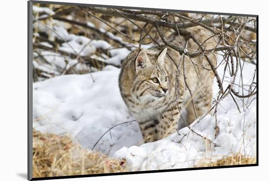 Wyoming, Sublette County, Bobcat in Winter-Elizabeth Boehm-Mounted Photographic Print