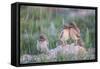 Wyoming, Sublette County, Burrowing Owl Chicks Stand at the Burrow Entrance and Lean on Each Other-Elizabeth Boehm-Framed Stretched Canvas