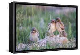 Wyoming, Sublette County, Burrowing Owl Chicks Stand at the Burrow Entrance and Lean on Each Other-Elizabeth Boehm-Framed Stretched Canvas