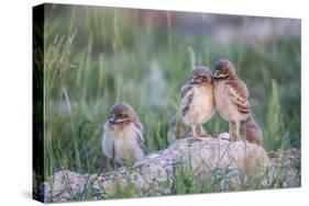Wyoming, Sublette County, Burrowing Owl Chicks Stand at the Burrow Entrance and Lean on Each Other-Elizabeth Boehm-Stretched Canvas