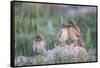 Wyoming, Sublette County, Burrowing Owl Chicks Stand at the Burrow Entrance and Lean on Each Other-Elizabeth Boehm-Framed Stretched Canvas