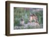 Wyoming, Sublette County, Burrowing Owl Chicks Stand at the Burrow Entrance and Lean on Each Other-Elizabeth Boehm-Framed Photographic Print