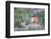 Wyoming, Sublette County, Burrowing Owl Chicks Stand at the Burrow Entrance and Lean on Each Other-Elizabeth Boehm-Framed Photographic Print