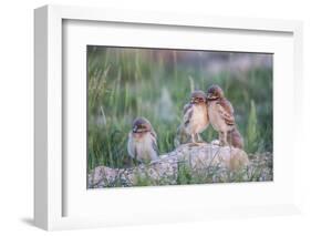 Wyoming, Sublette County, Burrowing Owl Chicks Stand at the Burrow Entrance and Lean on Each Other-Elizabeth Boehm-Framed Photographic Print