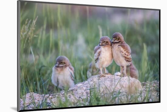 Wyoming, Sublette County, Burrowing Owl Chicks Stand at the Burrow Entrance and Lean on Each Other-Elizabeth Boehm-Mounted Photographic Print