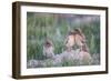 Wyoming, Sublette County, Burrowing Owl Chicks Stand at the Burrow Entrance and Lean on Each Other-Elizabeth Boehm-Framed Photographic Print