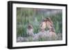 Wyoming, Sublette County, Burrowing Owl Chicks Stand at the Burrow Entrance and Lean on Each Other-Elizabeth Boehm-Framed Photographic Print