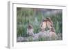 Wyoming, Sublette County, Burrowing Owl Chicks Stand at the Burrow Entrance and Lean on Each Other-Elizabeth Boehm-Framed Photographic Print