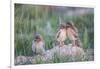 Wyoming, Sublette County, Burrowing Owl Chicks Stand at the Burrow Entrance and Lean on Each Other-Elizabeth Boehm-Framed Photographic Print