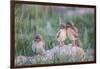 Wyoming, Sublette County, Burrowing Owl Chicks Stand at the Burrow Entrance and Lean on Each Other-Elizabeth Boehm-Framed Photographic Print