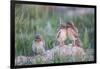 Wyoming, Sublette County, Burrowing Owl Chicks Stand at the Burrow Entrance and Lean on Each Other-Elizabeth Boehm-Framed Photographic Print