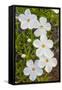 Wyoming, Sublette County, Close Up of Phlox Flowers with Raindrops-Elizabeth Boehm-Framed Stretched Canvas