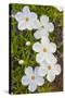 Wyoming, Sublette County, Close Up of Phlox Flowers with Raindrops-Elizabeth Boehm-Stretched Canvas