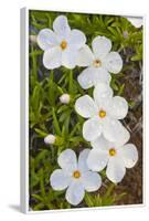 Wyoming, Sublette County, Close Up of Phlox Flowers with Raindrops-Elizabeth Boehm-Framed Photographic Print