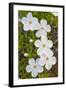 Wyoming, Sublette County, Close Up of Phlox Flowers with Raindrops-Elizabeth Boehm-Framed Photographic Print