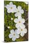 Wyoming, Sublette County, Close Up of Phlox Flowers with Raindrops-Elizabeth Boehm-Mounted Photographic Print