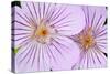 Wyoming, Sublette County, Close Up of Two Sticky Geranium Flowers-Elizabeth Boehm-Stretched Canvas