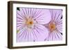 Wyoming, Sublette County, Close Up of Two Sticky Geranium Flowers-Elizabeth Boehm-Framed Photographic Print