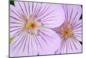 Wyoming, Sublette County, Close Up of Two Sticky Geranium Flowers-Elizabeth Boehm-Mounted Photographic Print