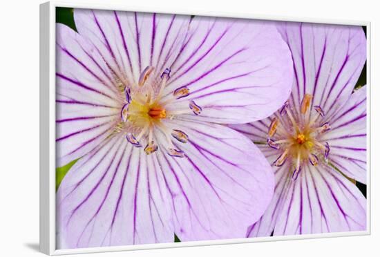 Wyoming, Sublette County, Close Up of Two Sticky Geranium Flowers-Elizabeth Boehm-Framed Photographic Print