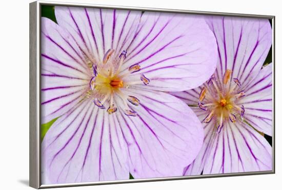 Wyoming, Sublette County, Close Up of Two Sticky Geranium Flowers-Elizabeth Boehm-Framed Photographic Print