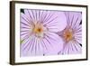 Wyoming, Sublette County, Close Up of Two Sticky Geranium Flowers-Elizabeth Boehm-Framed Photographic Print
