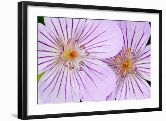 Wyoming, Sublette County, Close Up of Two Sticky Geranium Flowers-Elizabeth Boehm-Framed Photographic Print