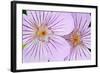 Wyoming, Sublette County, Close Up of Two Sticky Geranium Flowers-Elizabeth Boehm-Framed Photographic Print